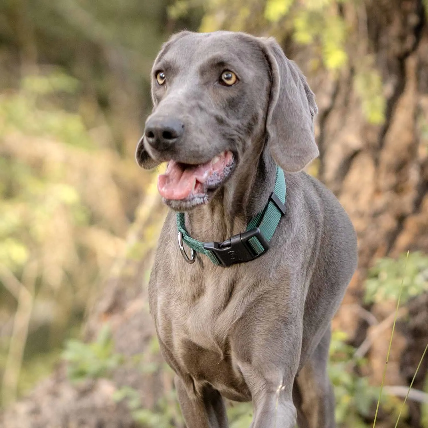 Classic Solid Color Adjustable Dog Collar, Green